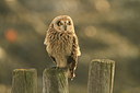 BUITEN BEELD Foto: 147191