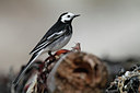 BUITEN BEELD Foto: 147197