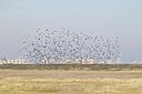 BUITEN BEELD Foto: 147311