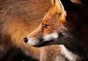 BUITEN BEELD Foto: 147400