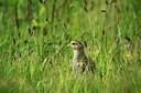 BUITEN BEELD Foto: 147706