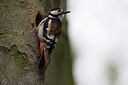 BUITEN BEELD Foto: 148026