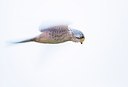 BUITEN BEELD Foto: 148046