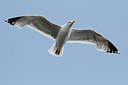 BUITEN BEELD Foto: 148068