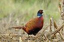 BUITEN BEELD Foto: 148210