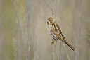 BUITEN BEELD Foto: 148215