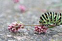 BUITEN BEELD Foto: 148235
