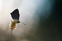 BUITEN BEELD Foto: 148293