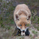 BUITEN BEELD Foto: 148296