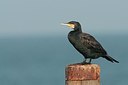 BUITEN BEELD Foto: 148305