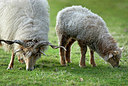 BUITEN BEELD Foto: 148380