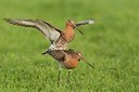 BUITEN BEELD Foto: 148397