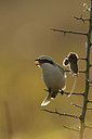 BUITEN BEELD Foto: 148477