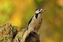 BUITEN BEELD Foto: 148533