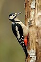 BUITEN BEELD Foto: 148539