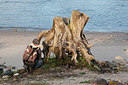 BUITEN BEELD Foto: 148614