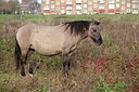 BUITEN BEELD Foto: 148622