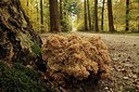 BUITEN BEELD Foto: 148647