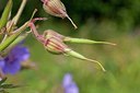 BUITEN BEELD Foto: 148790