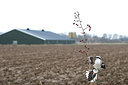 BUITEN BEELD Foto: 148851