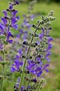 BUITEN BEELD Foto: 148868