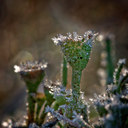 BUITEN BEELD Foto: 14019