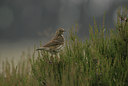 BUITEN BEELD Foto: 14085