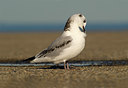 BUITEN BEELD Foto: 14115