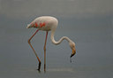 BUITEN BEELD Foto: 14124