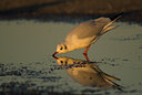 BUITEN BEELD Foto: 14144