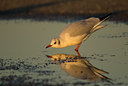 BUITEN BEELD Foto: 14145