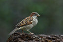BUITEN BEELD Foto: 14220