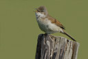 BUITEN BEELD Foto: 14351
