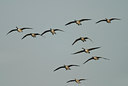 BUITEN BEELD Foto: 14354