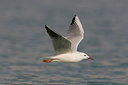 BUITEN BEELD Foto: 14549