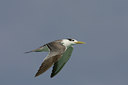 BUITEN BEELD Foto: 14553