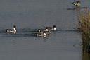BUITEN BEELD Foto: 14697