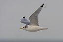 BUITEN BEELD Foto: 14728