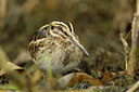BUITEN BEELD Foto: 14778