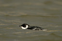 BUITEN BEELD Foto: 14814