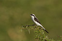 BUITEN BEELD Foto: 14842