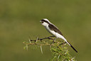 BUITEN BEELD Foto: 14843
