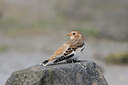 BUITEN BEELD Foto: 14903