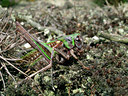 BUITEN BEELD Foto: 14906
