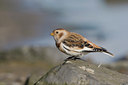 BUITEN BEELD Foto: 14981