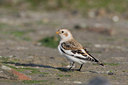 BUITEN BEELD Foto: 14982