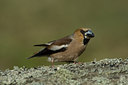 BUITEN BEELD Foto: 14998