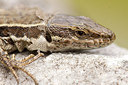 BUITEN BEELD Foto: 149258