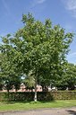 BUITEN BEELD Foto: 149647