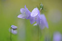 BUITEN BEELD Foto: 150419